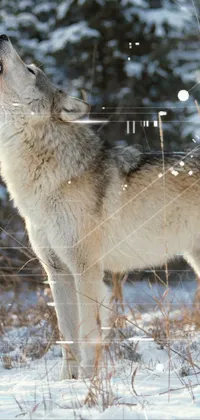 wolve Live Wallpaper
