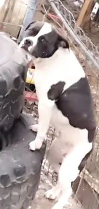 Dog Tire White Live Wallpaper