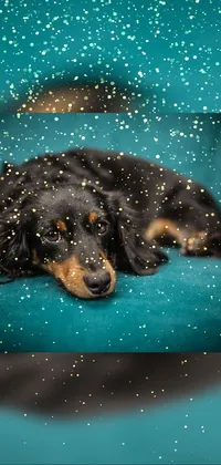This stunning mobile live wallpaper features a beautiful dachshund dog lying in the snow