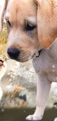 Dog Vertebrate Carnivore Live Wallpaper