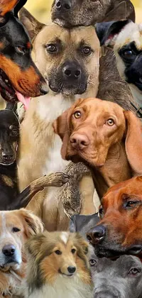 Screen Full Of Dogs Live Wallpaper