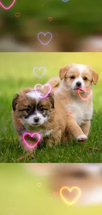The phone live wallpaper features two cute cartoon dogs standing in a grassy meadow