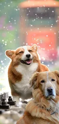 This live phone wallpaper depicts two realistic dogs sitting on a train track during a hailstorm and hot summer day