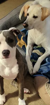 This phone live wallpaper features two adorable dogs sitting on a dog bed