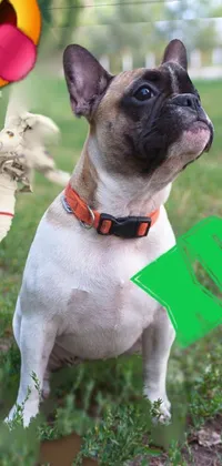 Dog Vertebrate Collar Live Wallpaper