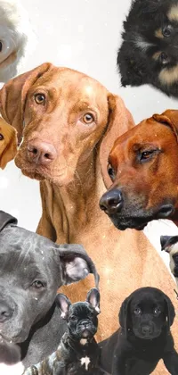 This stunning phone live wallpaper features a breathtakingly realistic image of a group of dogs sitting together