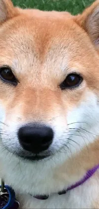 This phone live wallpaper features an adorable brown and white canine sitting on a lush field
