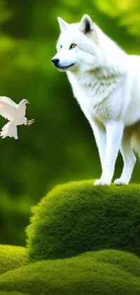 This phone live wallpaper features a magnificent white wolf on a verdant hillside