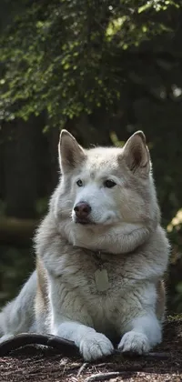 dog Live Wallpaper