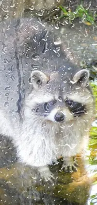 Looking for a beautifully detailed live wallpaper to enhance your phone's home screen? Check out our raccoon-themed live wallpaper! This detailed image features two adorable raccoons standing in water, with one holding a small rocket