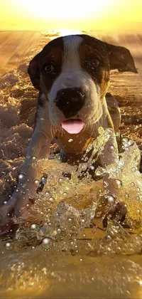 surfing dog Live Wallpaper
