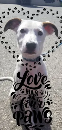 This phone live wallpaper features an adorable white dog with black spots on a leash, accompanied by the text "Love is the beginning of all