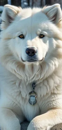 Dog White Dog Breed Live Wallpaper