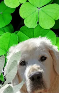 Dog White Green Live Wallpaper