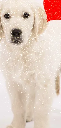 Dog White Snow Live Wallpaper
