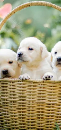 This live phone wallpaper features three endearing labrador puppies seated in a cozy basket in a lush grassy meadow