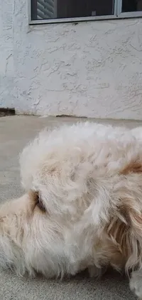Dog Window Dog Breed Live Wallpaper