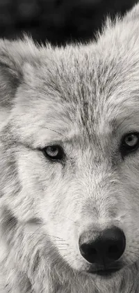 This live wallpaper showcases a captivating black and white image of a confident and proud wolf