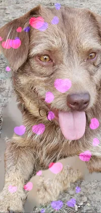 Dog Working Animal Liver Live Wallpaper