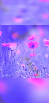 This stunning phone live wallpaper features a captivating field of pink flowers in an array of vivid colors