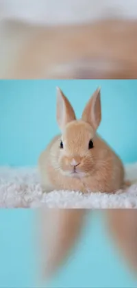 Ear Rabbits And Hares Whiskers Live Wallpaper