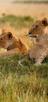 Ecoregion Felidae Lion Live Wallpaper
