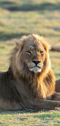 Ecoregion Felidae Masai Lion Live Wallpaper
