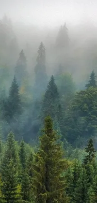 Ecoregion Fog Natural Landscape Live Wallpaper