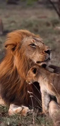 Ecoregion Masai Lion Carnivore Live Wallpaper