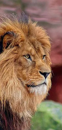 Ecoregion Masai Lion Lion Live Wallpaper