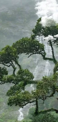 Ecoregion Natural Landscape Tree Live Wallpaper
