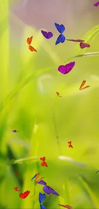 This live wallpaper for your phone features a vibrant close-up of green grass on a sunny day