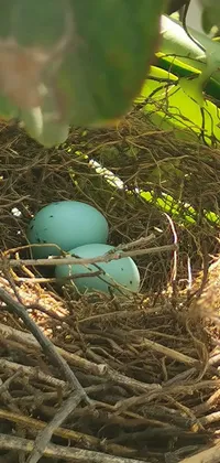 This stunning live wallpaper showcases a blue bird nest with two delicate eggs set against a natural habitat in the wild