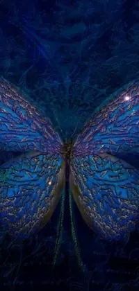 This phone live wallpaper showcases a beautiful close-up of a butterfly in vibrant colors on a serene blue background