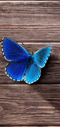 This live wallpaper features a stunning blue butterfly resting on a wooden floor in a natural, rustic setting
