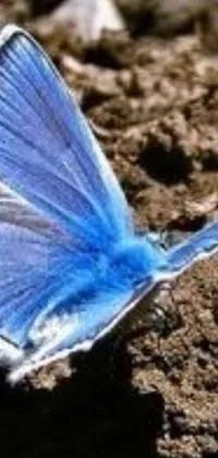 This stunning phone live wallpaper showcases a close-up of a beautiful blue butterfly resting on the ground