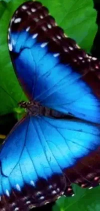 Electric Blue Arthropod Butterfly Live Wallpaper
