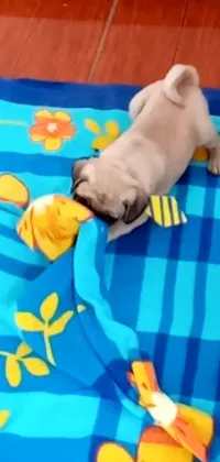 This phone live wallpaper features a darling pug playing with a toy on a cozy blanket
