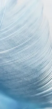 Enhance your phone's screen with this mesmerizing live wallpaper featuring a close up of a blue feather on a white background