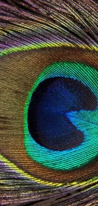This phone live wallpaper features a vibrant and captivating close-up of a peacock's eye