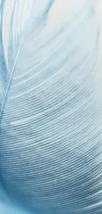 Decorate your phone screen with this stunning live wallpaper featuring a beautiful macro photograph of a blue feather on a white background