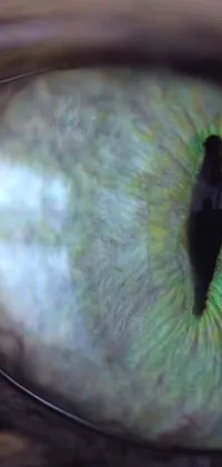 This mesmerizing phone live wallpaper features a realistic close-up of a cat's eye