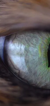 Get lost in the mesmerizing beauty of this phone live wallpaper featuring a green cat's eye