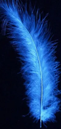 This stunning live wallpaper features a beautiful blue feather set against a black background