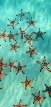 This phone live wallpaper features a group of starfish gracefully swimming in crystal clear blue waters, surrounded by coral and rocks