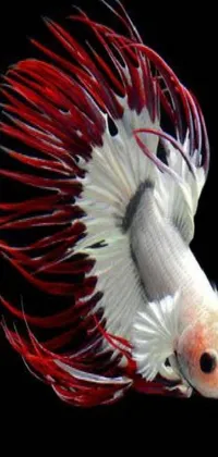 Showcase your phone with a captivating live wallpaper featuring a beautiful siam fish
