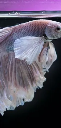 This stunning phone live wallpaper depicts a beautiful fish in a fish tank, with an arabesque and flowing mane and tail