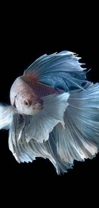 This stunning phone live wallpaper features a beautiful fish with a flowing mane and tail, set against a black background