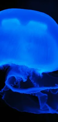 Electric Blue Underwater Liquid Live Wallpaper