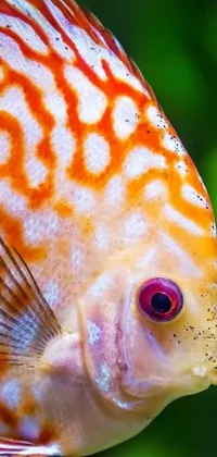 Experience the serene beauty of underwater life with this mesmerizing close-up fish live wallpaper
